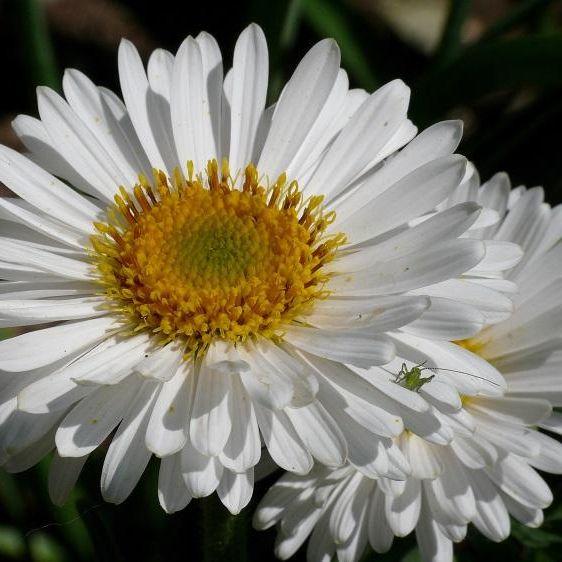 Image of Perennial Alpinus White Beauty