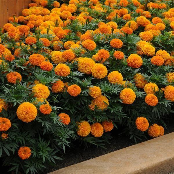 Image of Bedding African Marigold