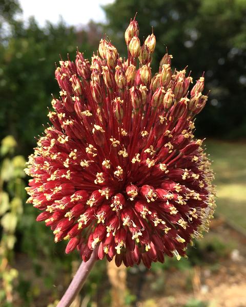 Allium Red Mohican (3 bulbs)