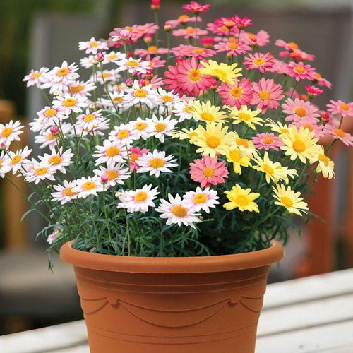 Image of Bedding Argyranthemum