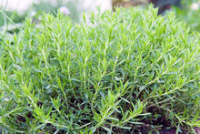 Load image into Gallery viewer, Artemisia dracunculus (French Tarragon)

