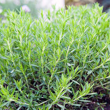 Load image into Gallery viewer, Artemisia dracunculus (French Tarragon)
