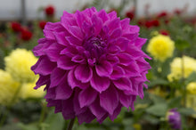 Load image into Gallery viewer, Image of Dahlia Berwick Wood
