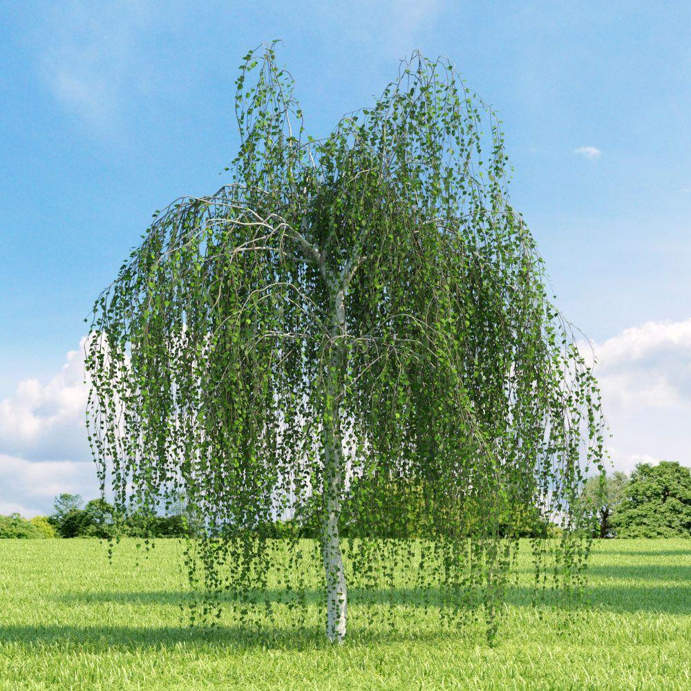 Image of Tree Betula Pendula Youngii