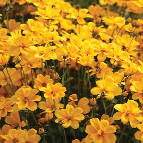 Image of Bedding Bidens