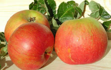 Load image into Gallery viewer, Image of apple tree Blenheim&#39;s Orange
