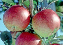 Load image into Gallery viewer, Image of apple tree Braeburn
