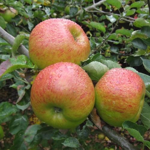 Image of apple tree Bramley's Seedling