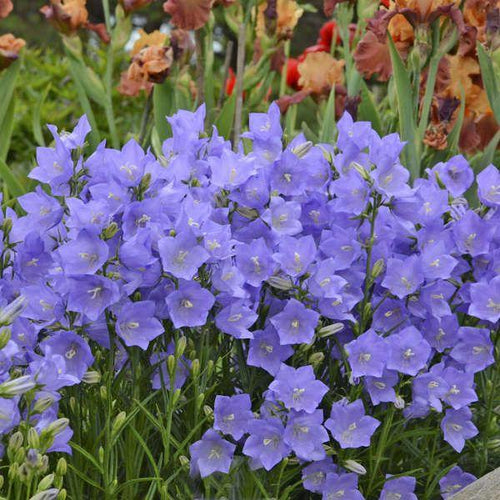 Image of Perennial Pericifolia Bells Blue