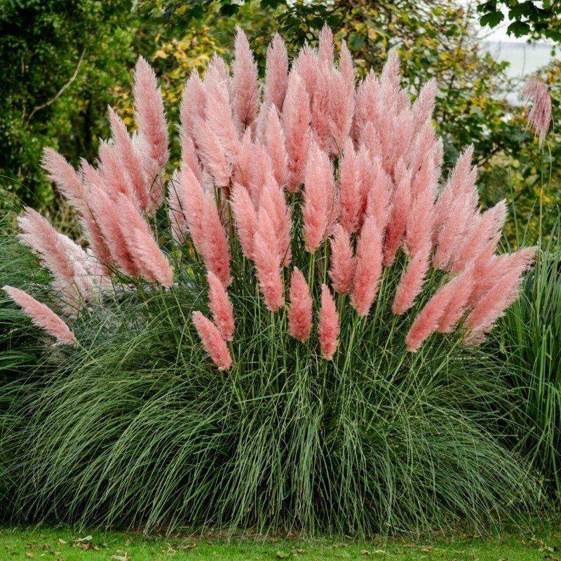Image of Grass Cotaderia Selloana Pink 