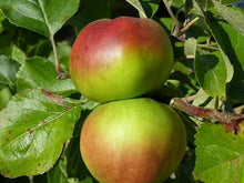 Load image into Gallery viewer, Image of apple tree Crimson Bramley
