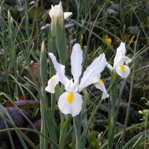 Dutch Iris White (20 bulbs)
