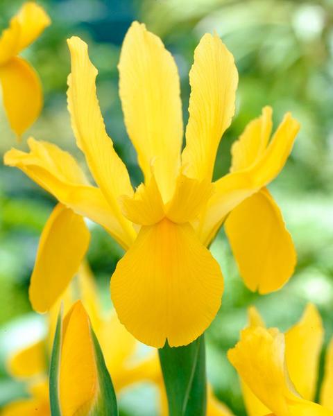 Dutch Iris Yellow (20 bulbs)