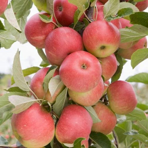 Image of apple tree Elstar