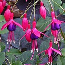 Fuchsia Mrs Popple