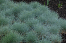 Load image into Gallery viewer, Festuca Glauca
