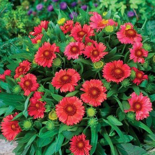 Image of Perennial Arizona Red Shades 