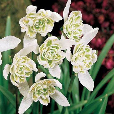 Galanthus nivalis 'Flore Pleno' Snowdrops Double (10 bulbs)