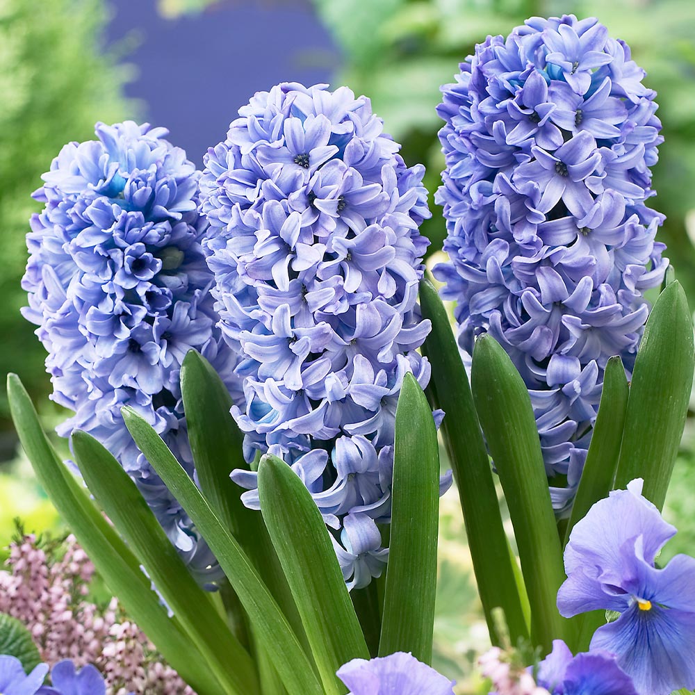 Hyacinthus Prepared Delft Blue (3 bulbs)