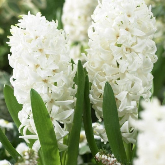 Hyacinthus Prepared White Pearl (3 bulbs)