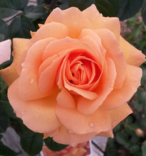 Load image into Gallery viewer, Image of Rose Indian Summer
