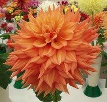Load image into Gallery viewer, Image of Dahlia 
