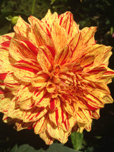 Load image into Gallery viewer, Image of Dahlia Jessica Willows
