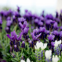 Load image into Gallery viewer, Lavandula stoechas Butterfly Alexandra (French Lavender)
