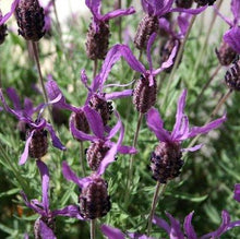 Load image into Gallery viewer, Lavandula stoechas Madrid Purple (Spanish Lavender)
