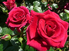 Load image into Gallery viewer, Image of Rose Lovestruck
