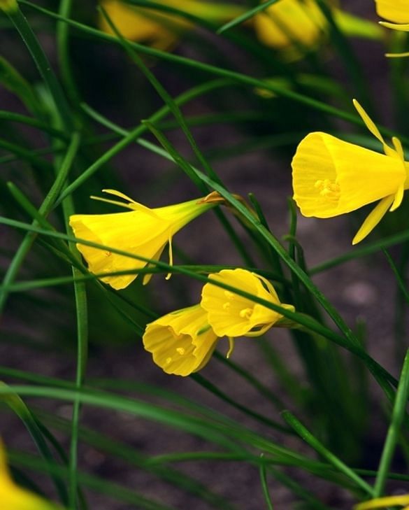 Narcissus Bulbocodium Golden Bells (10 bulbs)