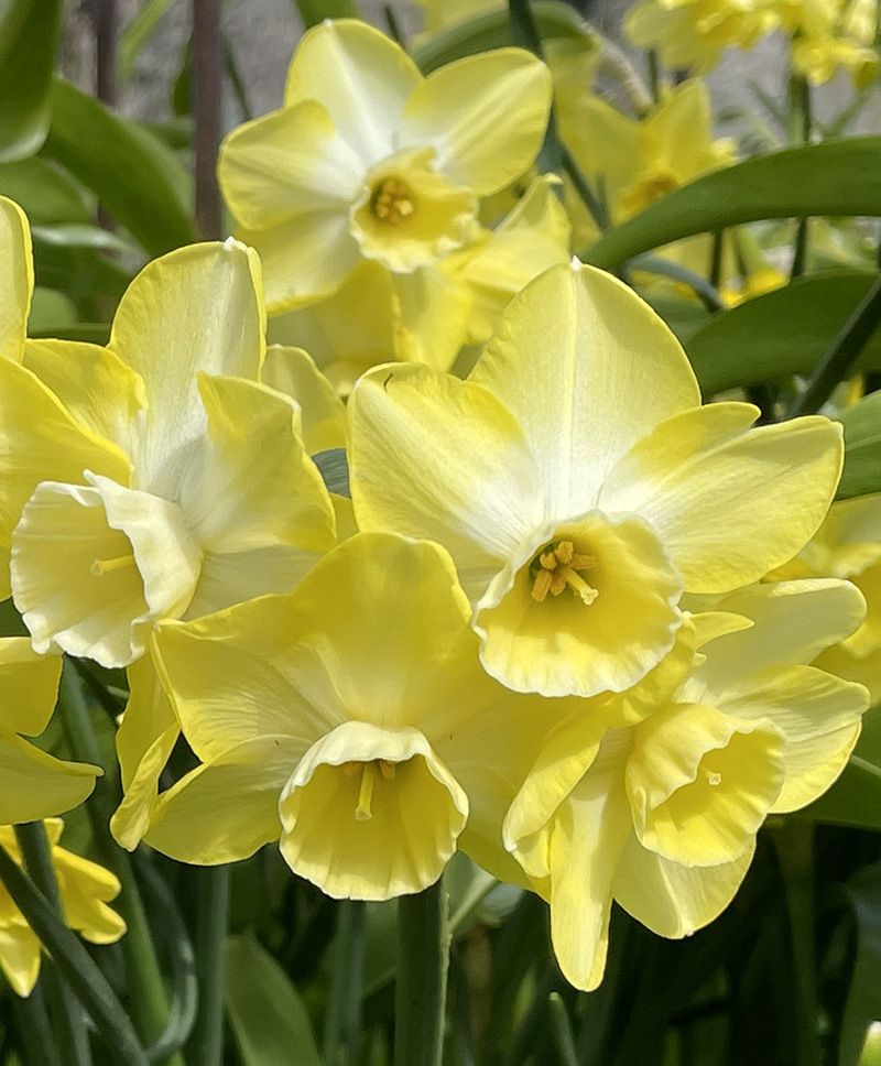 Narcissus Jonquilla Hillstar (10 bulbs)