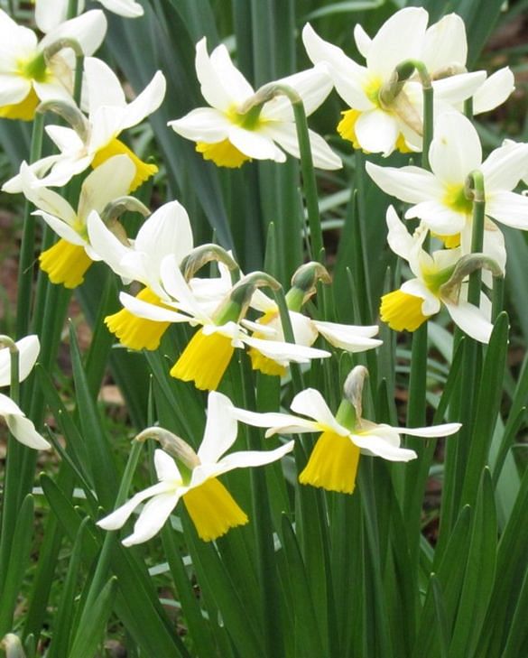 Narcissus Cyclamineus Jack Snipe (10 bulbs)