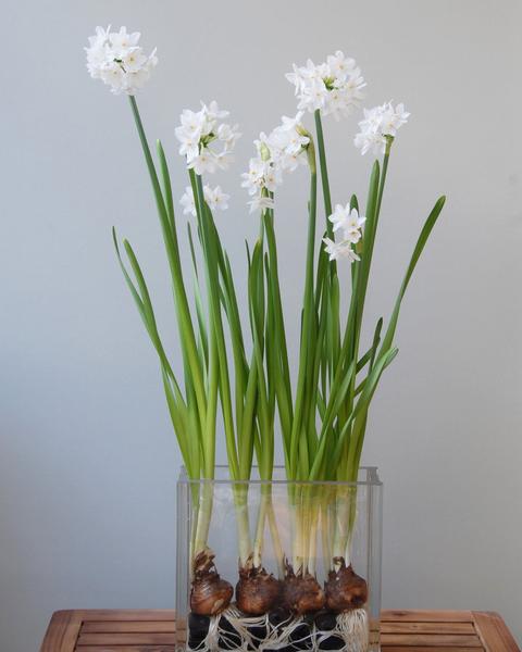 Narcissus Paperwhites (5 bulbs)