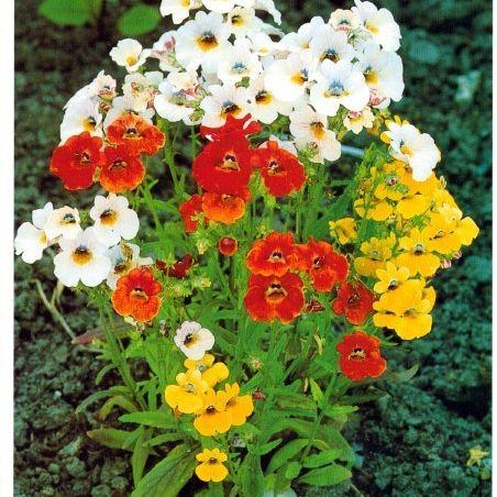 Image of Bedding Nemesia