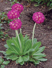 Load image into Gallery viewer, Primula Denticulata Red Selection
