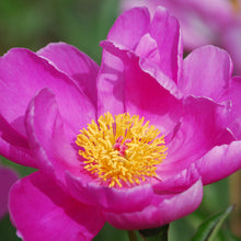 Load image into Gallery viewer, Paeonia ‘Dancing Butterflies’
