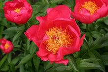 Load image into Gallery viewer, Paeonia lactiflora Flame (Flame Peony)
