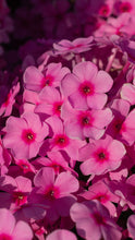 Load image into Gallery viewer, Phlox Paniculata Famous Pink
