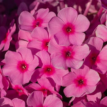 Load image into Gallery viewer, Phlox Paniculata Famous Pink
