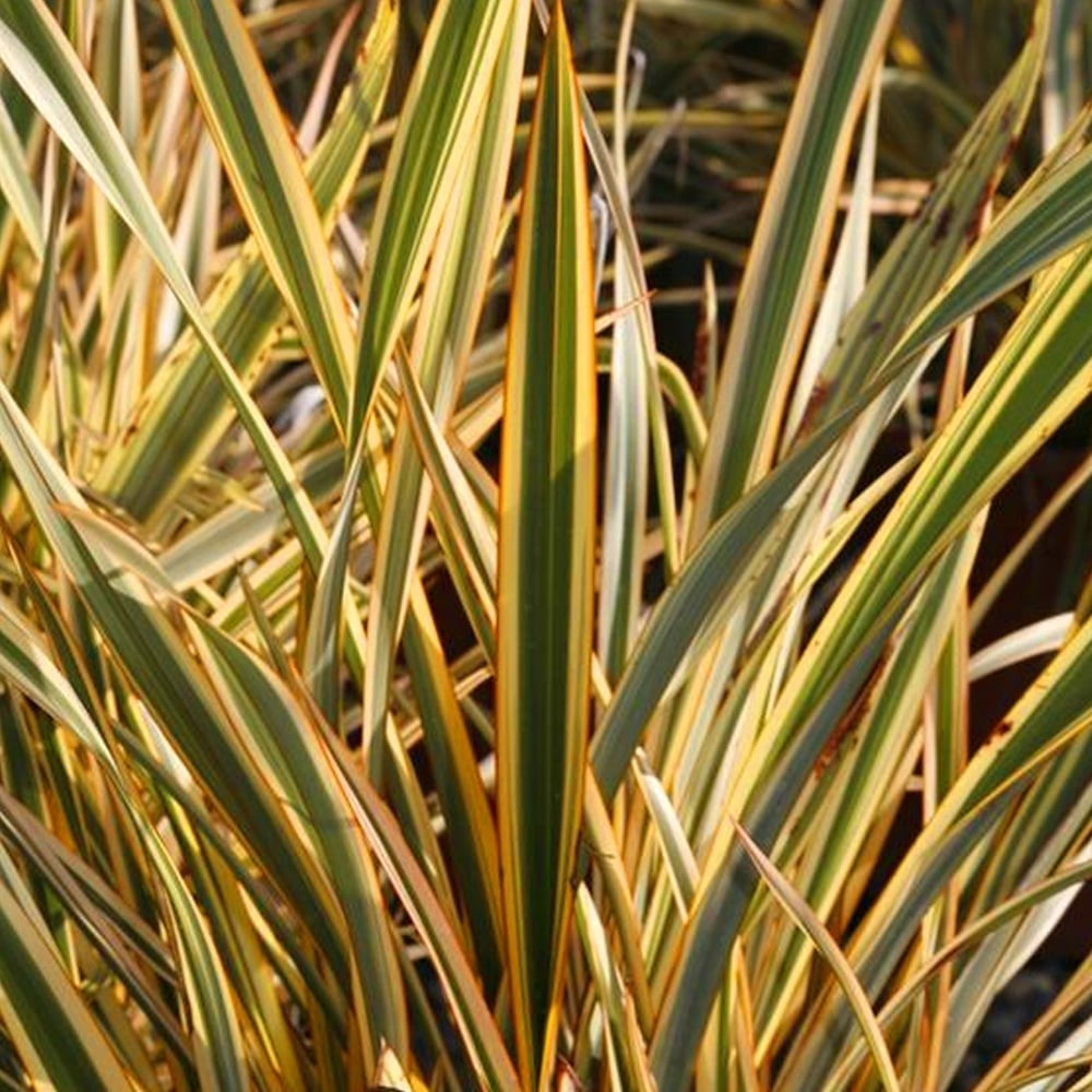 Phormium Tenax 'Golden Ray' (New Zealand Golden Flax)