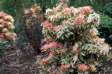 Load image into Gallery viewer, Pieris japonica &#39;Flaming Silver&#39;
