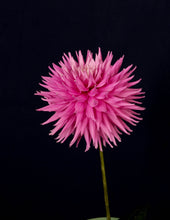 Load image into Gallery viewer, Image of Dahlia Pink Jupiter
