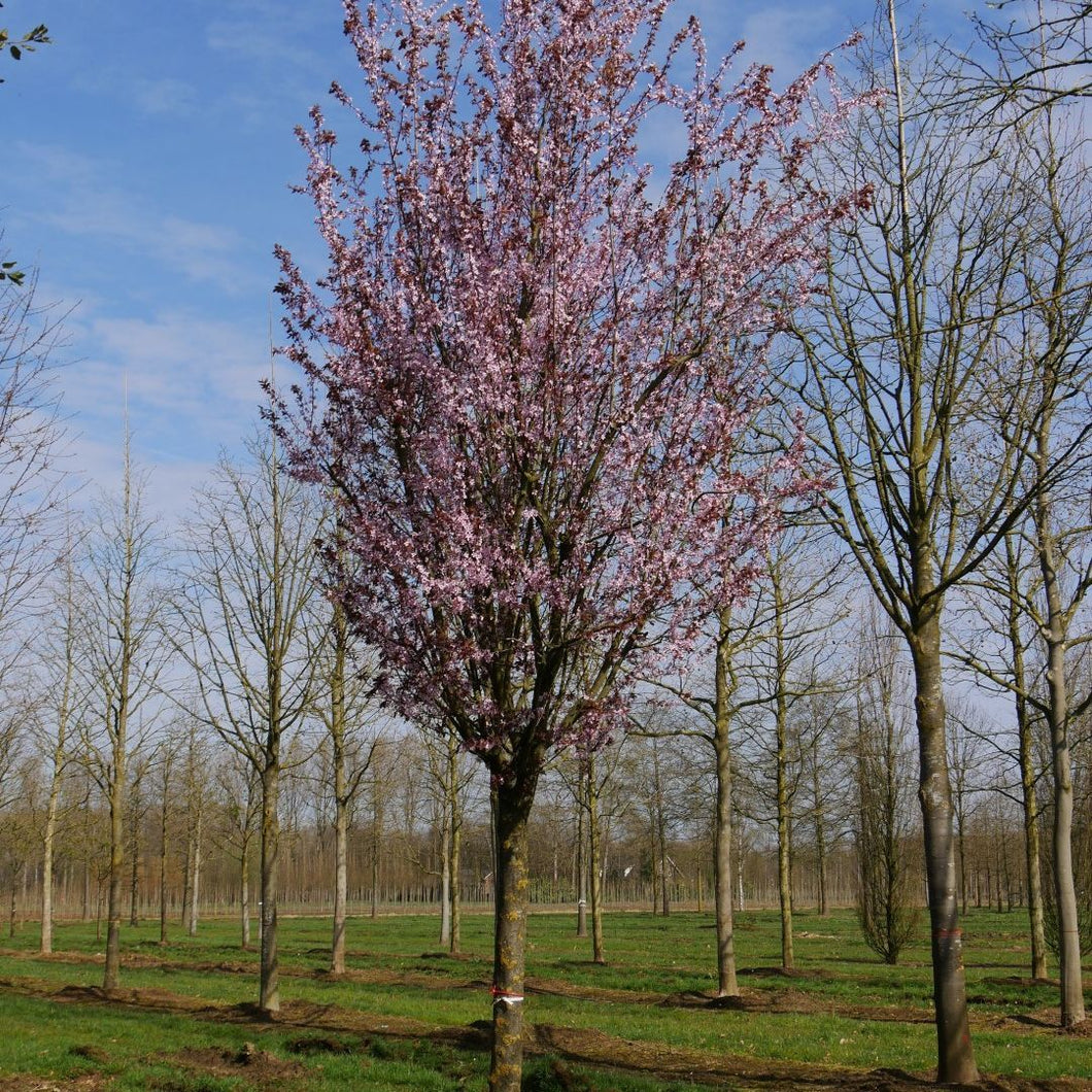 Image of Tree Prunus Cerasifera Nigra