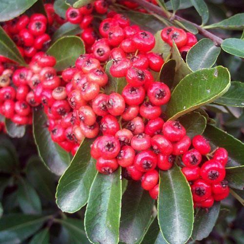 Image of Climber Pyracantha Red Column