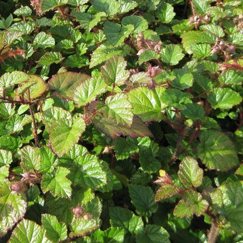 Image of Shrub Rubus Tricolor