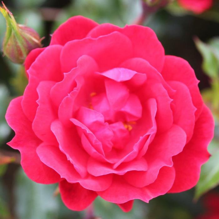 Frangipani Raspberry Royal Raspberry Royale – Three Gates Garden Centre and Nursery