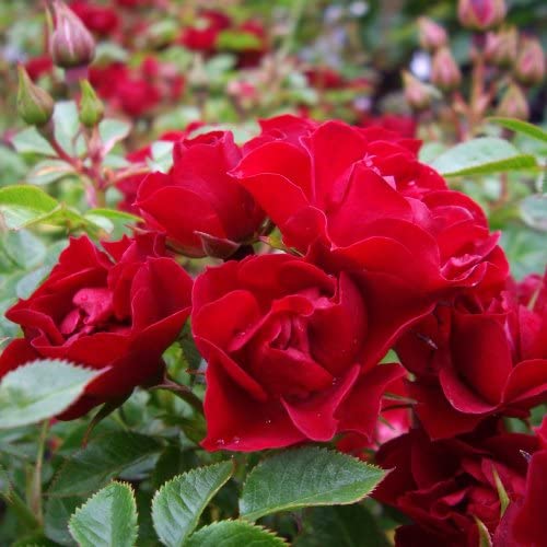 Image of Rose Red Romance