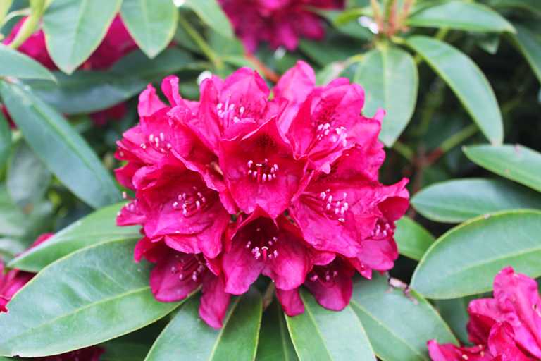 Rhododendron Hybrid Easydendron®