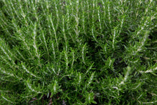 Load image into Gallery viewer, Rosemary Officinalis
